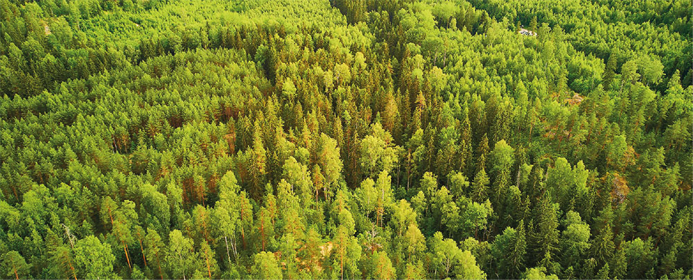 Pine forest.png