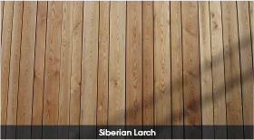 sib larch.png